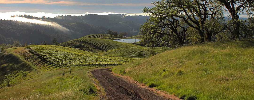 Jeff Pisoni Of Fort Ross Vineyard Winery California Wine